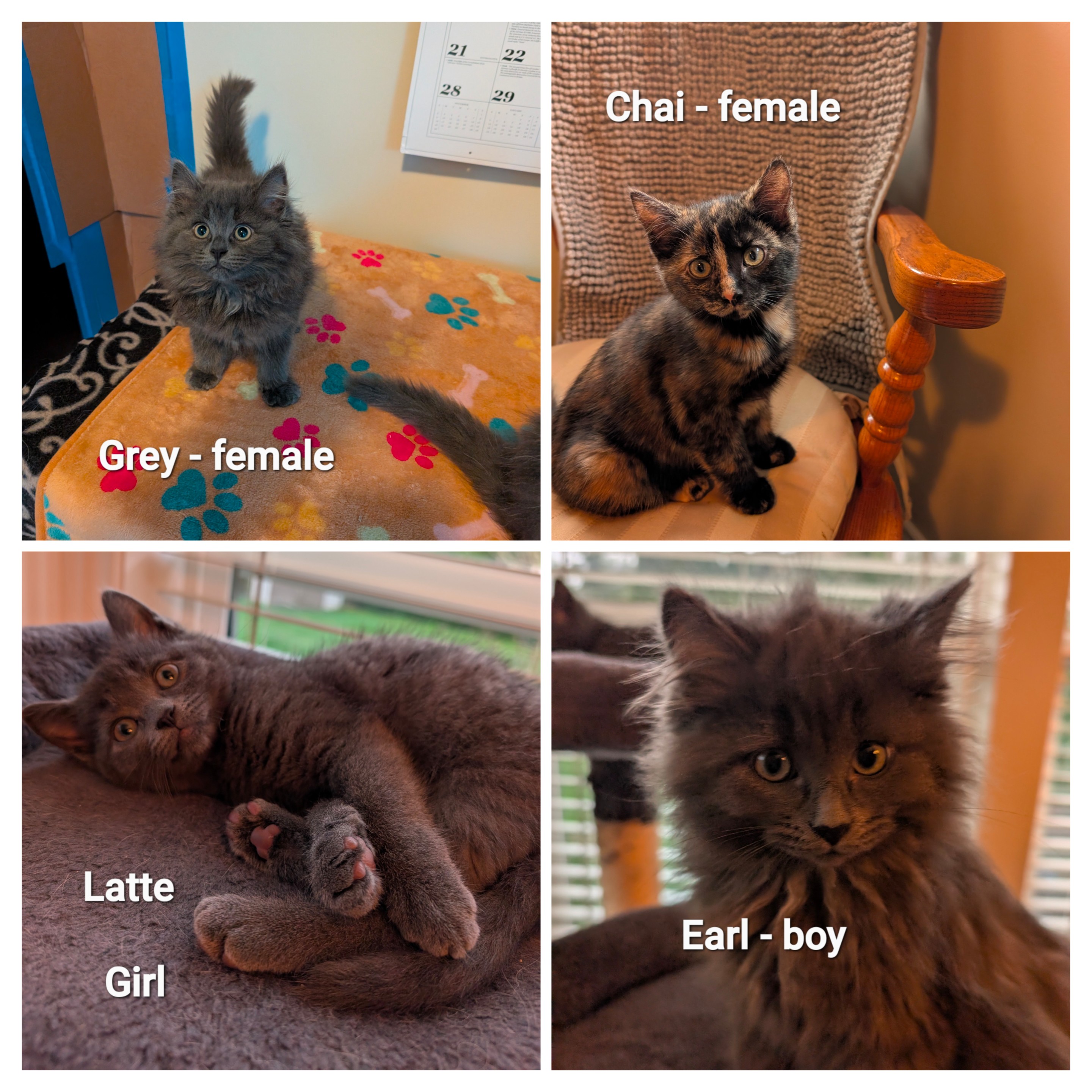 Earl, Grey, Chai & Latte