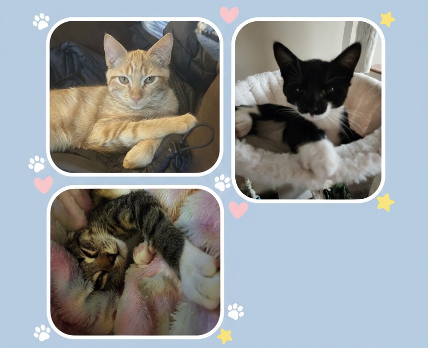 Seeker, Cocoa an Missy