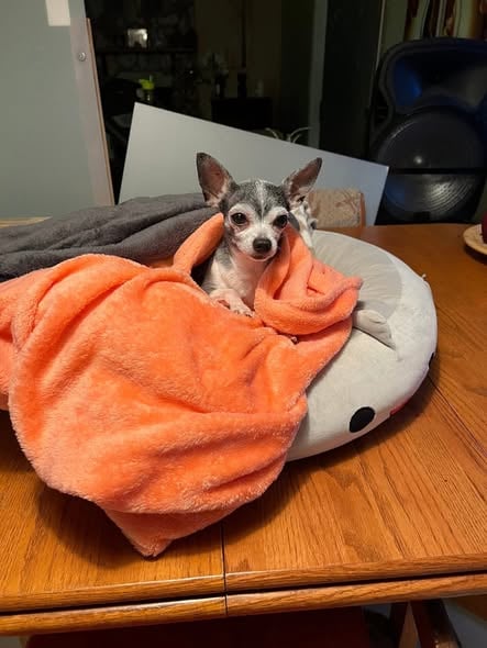 Chewy – adoption pending