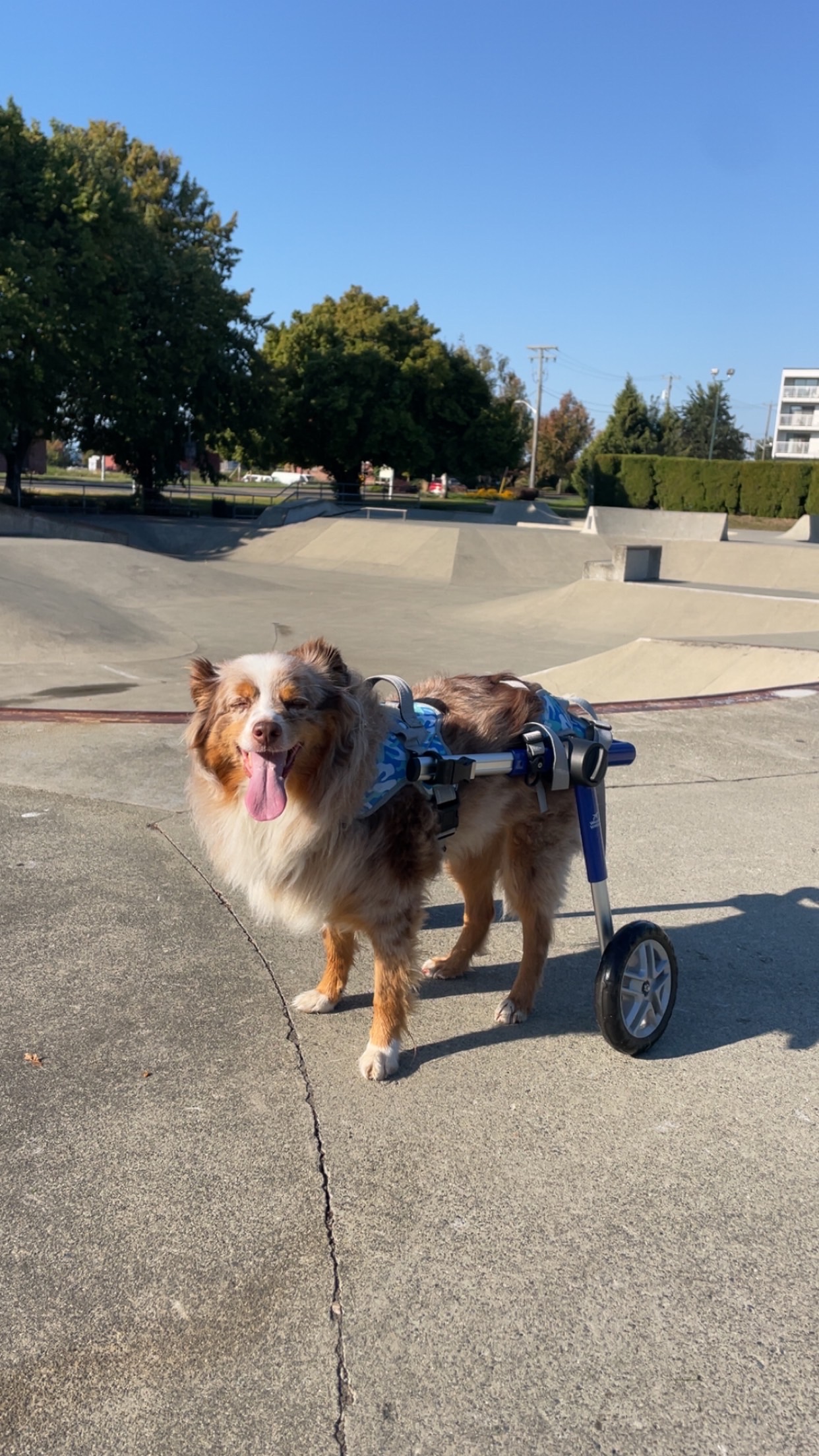 Douglas – Special Needs
