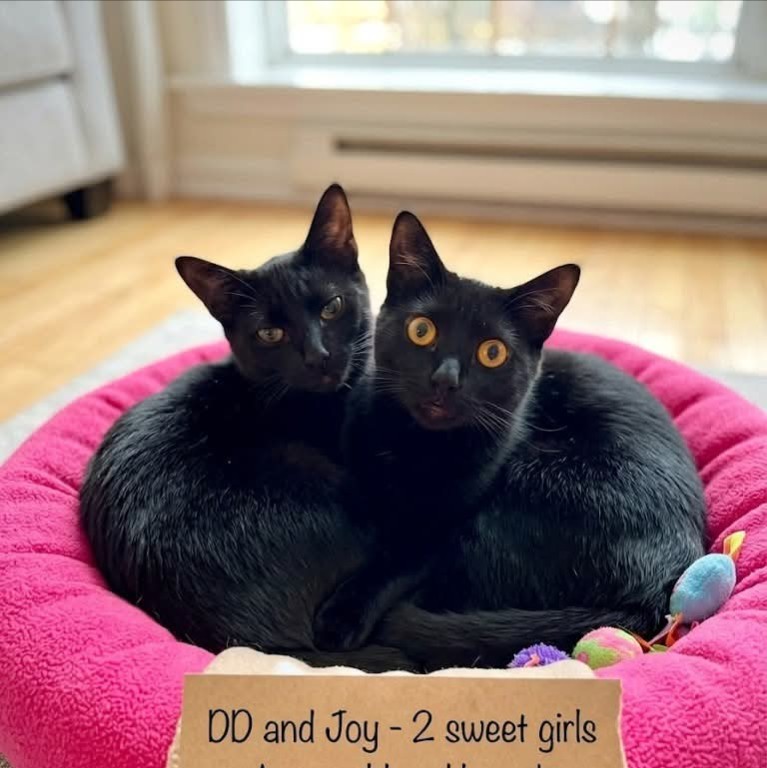 Joyride (Joy) & Detour (DD)