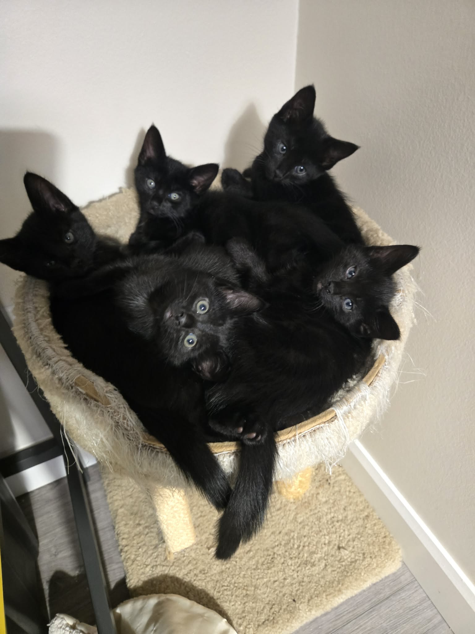 “Old Man” Litter – Coming soon